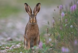 ears