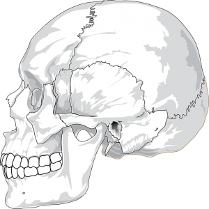 skull